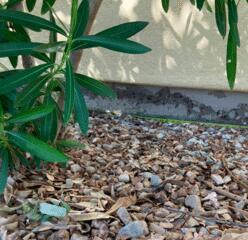 One common factor is water overexposure, the problem is that having plats right next to the home's foundation causes the concrete stem wall to deteriorate or even if there is a water leak nearby.