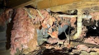 Note the snake skin wrapped in the insulation - YIKES!