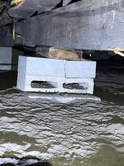 This cinder block support pier has cracked and settled, losing its ability to adequately support the floor joists above.