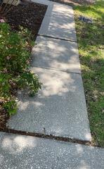 A tree root underneath the walkway has caused the concrete to heave and become uneven as a result.