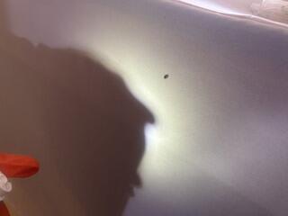 Vacuum the Infested Areas