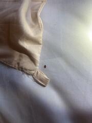 Last Few Treatments for the Bed Bugs