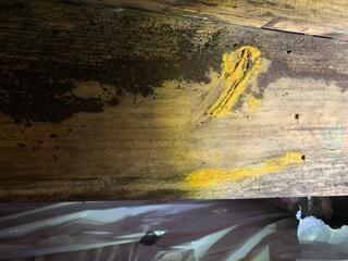 Moldy Crawl Space Wood