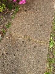 Sidewalk Cracked and Damaged