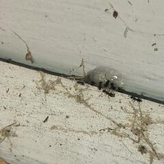 Treatment for the Ants