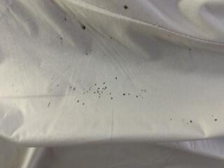 Mattress Infested with Bed Bugs