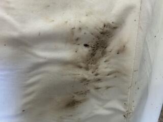 More Treatments for Bed Bugs