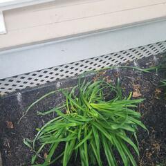 Eliminates the Carpenter Bees