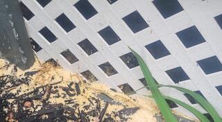 Frass Near the Porch