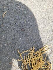 Found These Wood-Destroying Pests