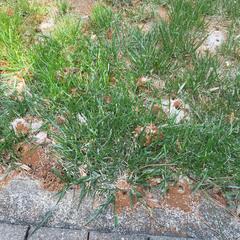 Lots of Digger Bees in the Backyard