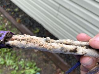 Termites Think It's Food