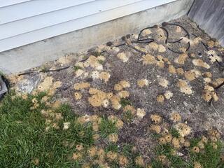 A Huge Community of Digger Bees