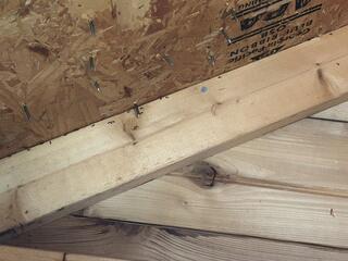 Lots of Acrobat Ants in the Shed