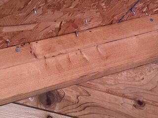 Several Treatments for the Acrobat Ants