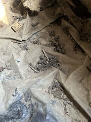 Raccoon Poop Everywhere