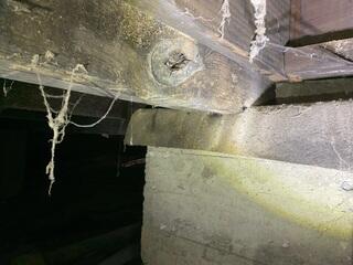 Mold in Crawl Space