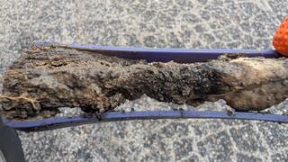 They Ingest a Growth Inhibitor