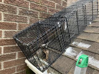 Positive We'll Get the Squirrel