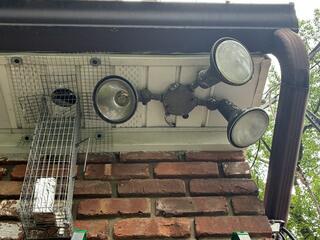 Set Up for Squirrel Retrieval