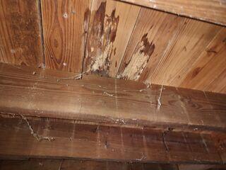 Floor Joist Wood Rot