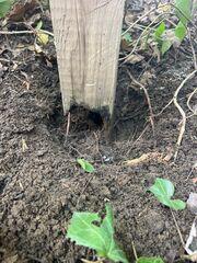 This support post is so rotted out, it no longer connects to the cement footing.
