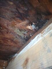 Wet Crawl Space Wood
