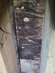 Mold is dangerous and can be harmful to the main living space.