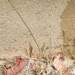 We observed a long trail of the ants coming from landscape.