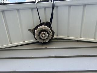 Using our extendable pole, we liberally treated the nest with a knockdown aerosol application and then a knockdown dusting product.