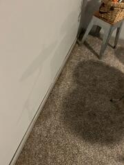 Dry Basement Restored in O'Fallon, MO