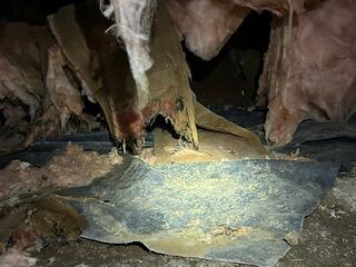 Crawl Space During Inspection