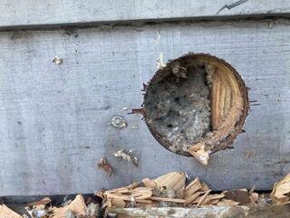 When the wall crew drilled small holes to prepare to inject RetroFoam, they found settled cellulose. Luckily, RetroFoam is malleable and can be injected into a wall with old insulation. RetroFoam fills the entire wall cavity and does not settle over time!