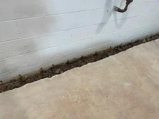 Trench Line