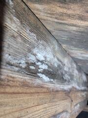 Moldy Wood