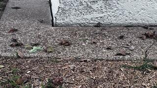 Foundation Settlement