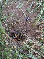 We found a large number of cicada killer wasps and their burrows throughout this customers yard.