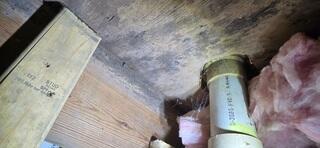 Moldy Subfloors