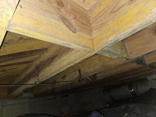 Moldy Crawl Space