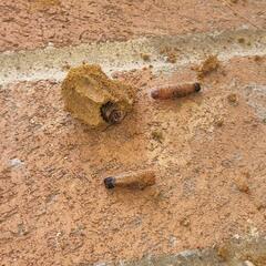 The Dangers of Mud Daubers