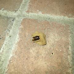 Treating the Mud Daubers