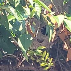 We injected a knockdown aerosol application, waited several moments, and then injected a knockdown dusting application into the nest. These treatments will exterminate the bald-faced hornets almost immediately.