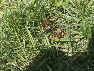 Cicada killers are large wasps, approximately 2 inches in size, and get their name from killing cicadas in order to reproduce their larvae. They may look deadly and dangerous, but in reality, they aren't aggressive and rarely sting unless they are grasped roughly, stepped upon with bare feet, or caught in clothing.