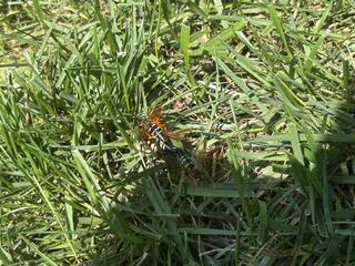 Cicada Killer Wasps Having Fun
