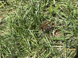 What They Do To Cicadas