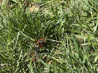 Cicada Killer Wasp Treatment