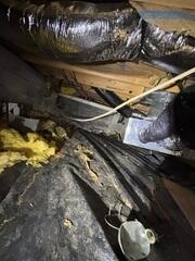 Nasty Crawl Space