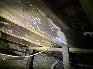 Moldy Joists