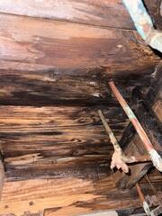 Rotted Wood