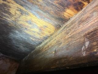 Organic Growth on the Subfloor under the Insulation